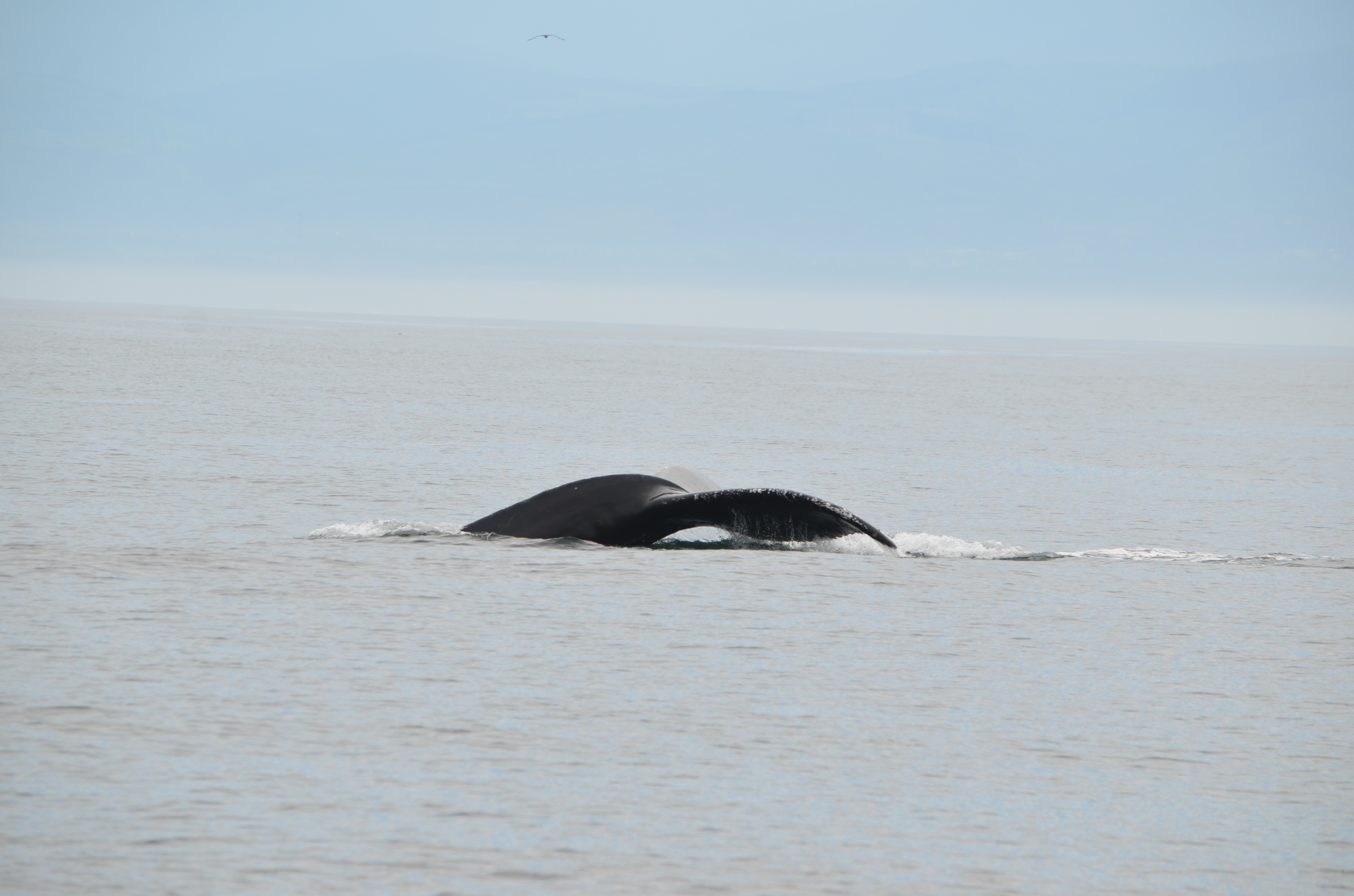 photos/wildlife/Mammal_Species/Humpback Whale/DSC_0082.JPG